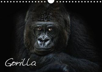 Gorilla (Wandkalender 2021 DIN A4 quer)