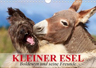 Kleiner Esel. Boldewyn und seine Freunde (Wandkalender 2021 DIN A4 quer)