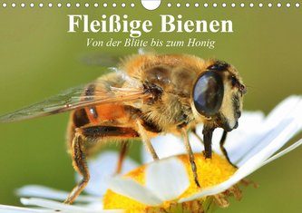 Fleißige Bienen. Von der Blüte bis zum Honig (Wandkalender 2021 DIN A4 quer)