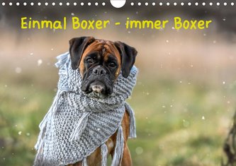 Einmal Boxer - immer Boxer (Wandkalender 2021 DIN A4 quer)