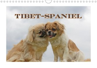 Tibet-Spaniel (Wandkalender 2021 DIN A4 quer)