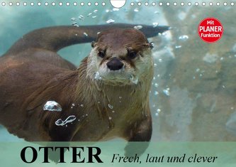 Otter. Frech, laut und clever (Wandkalender 2021 DIN A4 quer)