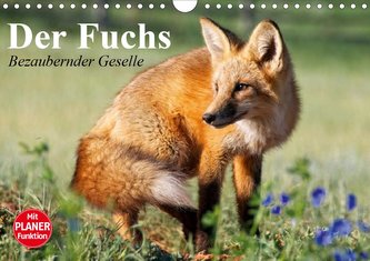 Der Fuchs. Bezaubernder Geselle (Wandkalender 2021 DIN A4 quer)