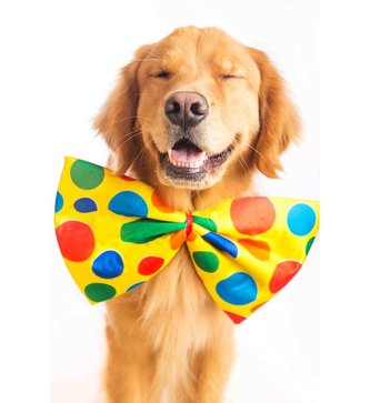 Přání do obálky PETs