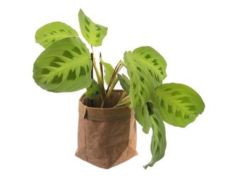 Obal na květináč ORION papír 12cm