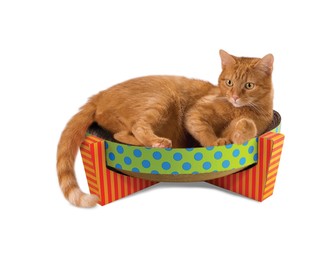 Hr.PETST skrabaci odpocivadlo