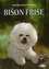 Bišon frise Bišon frise