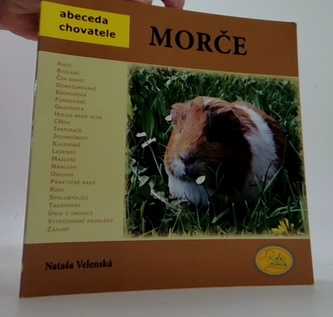 Morče